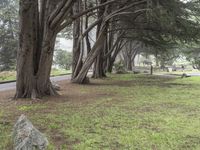 a park bench sitting under two large trees by a road with green grass and trees