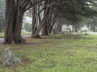 a park bench sitting under two large trees by a road with green grass and trees