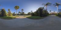 an outside shot of some trees and a driveway with buildings and cars on the street