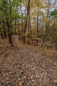 a path leading up in the woods covered with leaves and fallen maple leaves for use as a backpack