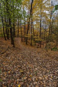 a path leading up in the woods covered with leaves and fallen maple leaves for use as a backpack