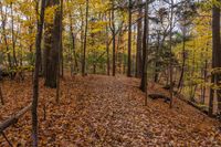 a path is covered with leaves in the woods, on a clear fall day,