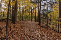 a path is covered with leaves in the woods, on a clear fall day,