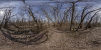 three images, each different, showing a path through the woods to a forest with dead trees