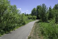 a pathway going through the woods on a clear day with blue skies overhead, including trees, bushes, and grass