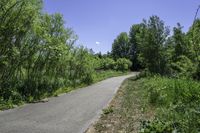 a pathway going through the woods on a clear day with blue skies overhead, including trees, bushes, and grass