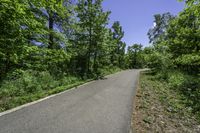 a paved asphalt road leading into forest with green trees and bushes on either side of it