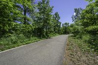 a paved asphalt road leading into forest with green trees and bushes on either side of it