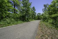 a paved asphalt road leading into forest with green trees and bushes on either side of it