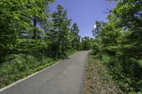 a paved asphalt road leading into forest with green trees and bushes on either side of it