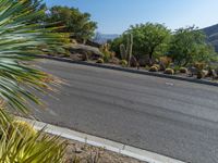 a paved driveway in an area with a road lined with trees and cactuses on either side of the road