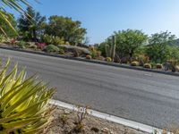 a paved driveway in an area with a road lined with trees and cactuses on either side of the road