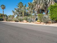 a paved road through the desert area in arizona, usa with trees and shrubs surrounding it