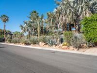 a paved road through the desert area in arizona, usa with trees and shrubs surrounding it