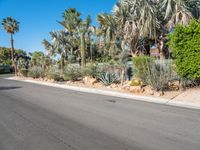 a paved road through the desert area in arizona, usa with trees and shrubs surrounding it