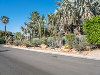 a paved road through the desert area in arizona, usa with trees and shrubs surrounding it