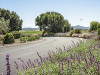 flowers and trees line the paved, winding road in the countryside near lavender plants and mountains