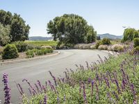 flowers and trees line the paved, winding road in the countryside near lavender plants and mountains