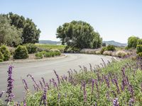 flowers and trees line the paved, winding road in the countryside near lavender plants and mountains