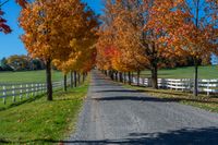 a paved driveway with trees in full color on a sunny fall day near rural property