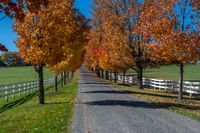 a paved driveway with trees in full color on a sunny fall day near rural property