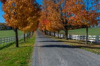 a paved driveway with trees in full color on a sunny fall day near rural property