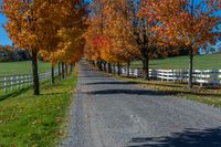 a paved driveway with trees in full color on a sunny fall day near rural property