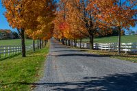 a paved driveway with trees in full color on a sunny fall day near rural property