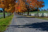 a paved driveway with trees in full color on a sunny fall day near rural property