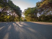 the shadow of trees cast across a paved road in the middle of the woods, casting long shadows