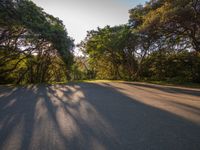 the shadow of trees cast across a paved road in the middle of the woods, casting long shadows