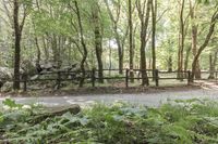 people walking down a path in the woods in front of rocks and a fence with vines