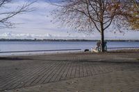 a person walking a dog next to a bench near the water with trees in the background