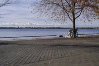 a person walking a dog next to a bench near the water with trees in the background