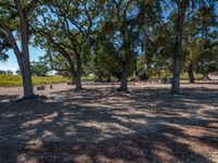 several picnic tables are set up in the shade of some trees near the vineyards