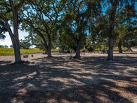 several picnic tables are set up in the shade of some trees near the vineyards