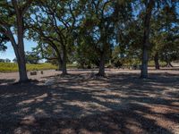 several picnic tables are set up in the shade of some trees near the vineyards