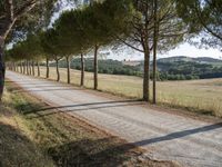 Picturesque Dirt Road in Tuscany, Italy (001)