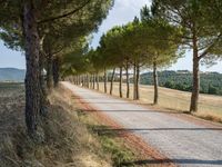 Picturesque Dirt Road in Tuscany, Italy 002