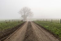 an old dirt road leading to the pasture on a foggy day with trees and wire fence