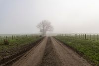 an old dirt road leading to the pasture on a foggy day with trees and wire fence