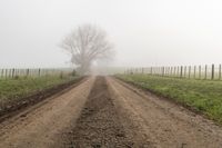 an old dirt road leading to the pasture on a foggy day with trees and wire fence