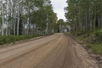 a dirt road surrounded by tall trees and a small house in the distance, with sky overcast skies