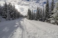 A Picturesque Forest Road Landscape in the Okanagan Valley