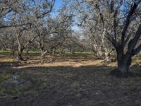 an empty bench in the middle of an orchard surrounded by trees with animals grazing around