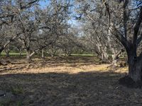 an empty bench in the middle of an orchard surrounded by trees with animals grazing around