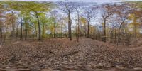 a bunch of trees are standing in a forest with leaves on the ground and on the ground