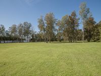 Picturesque Grass Landscape: Under a Clear Sky