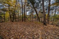 the sun shines through the trees in a wooded area with fallen leaves on the ground