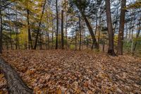 the sun shines through the trees in a wooded area with fallen leaves on the ground